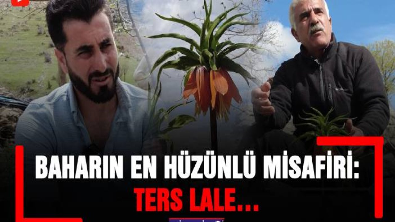 Baharın en hüzünlü misafiri: Ters Lale…