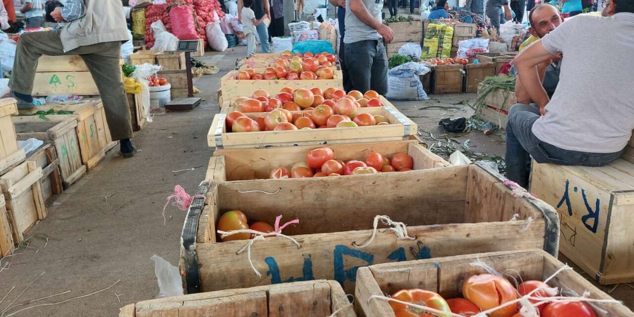 Diyarbakır'da organik domates hasadı başladı