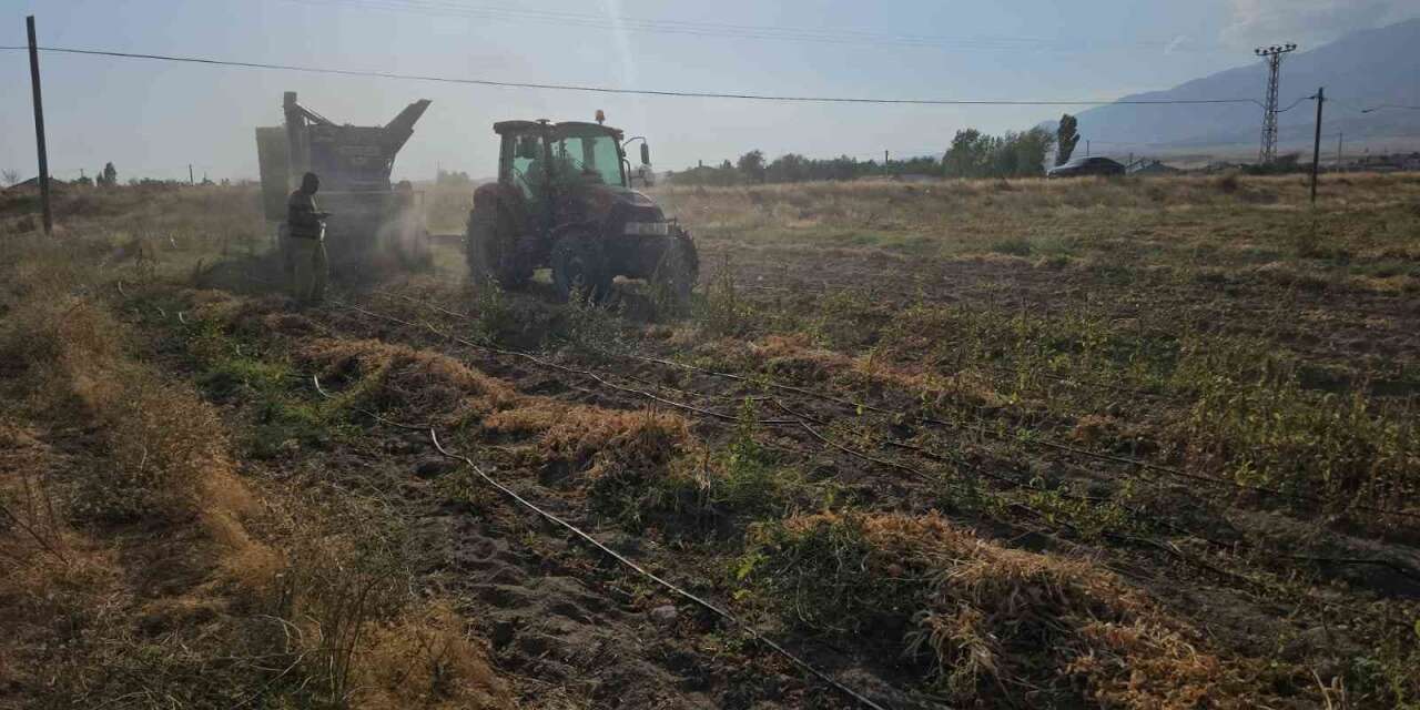 Adilcevaz’da fasulye hasadına başlandı