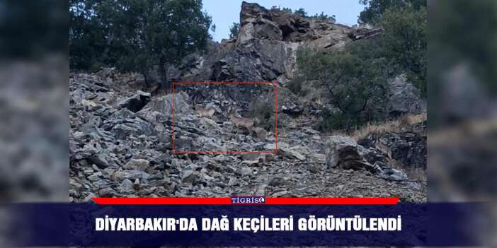 Diyarbakır'da dağ keçileri görüntülendi