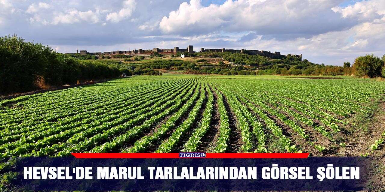 Hevsel'de marul tarlalarından görsel şölen