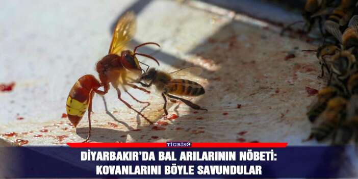 Diyarbakır’da bal arılarının nöbeti: Kovanlarını böyle savundular