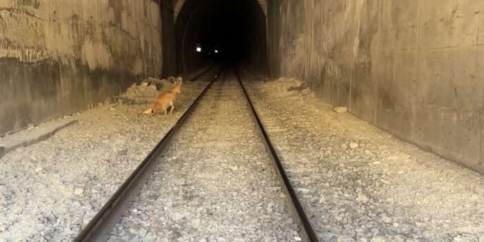 Dağ keçilerine tren çarptı