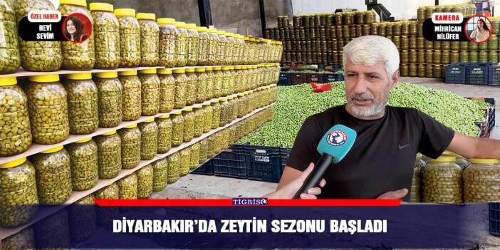Diyarbakır’da zeytin sezonu başladı