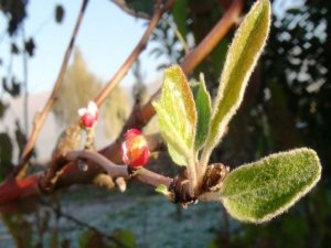 Bitlis'te elma ağaçları kış ortasında çiçek açtı