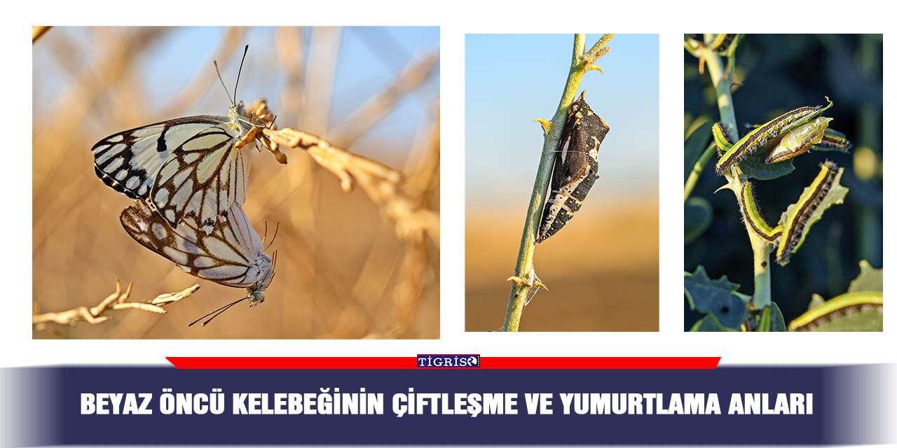 Beyaz öncü kelebeğinin çiftleşme ve yumurtlama anları