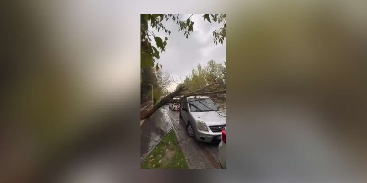 Ağaç, aracın üstüne devrildi