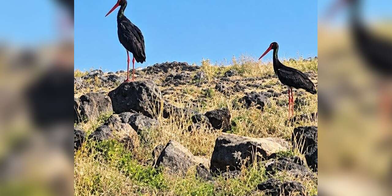Diyarbakır'da leylek göçü başladı