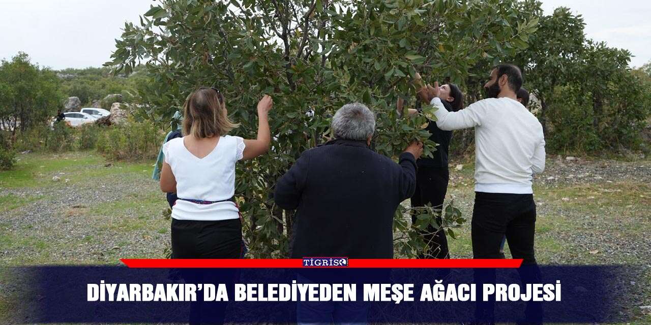 Diyarbakır’da belediyeden meşe ağacı projesi