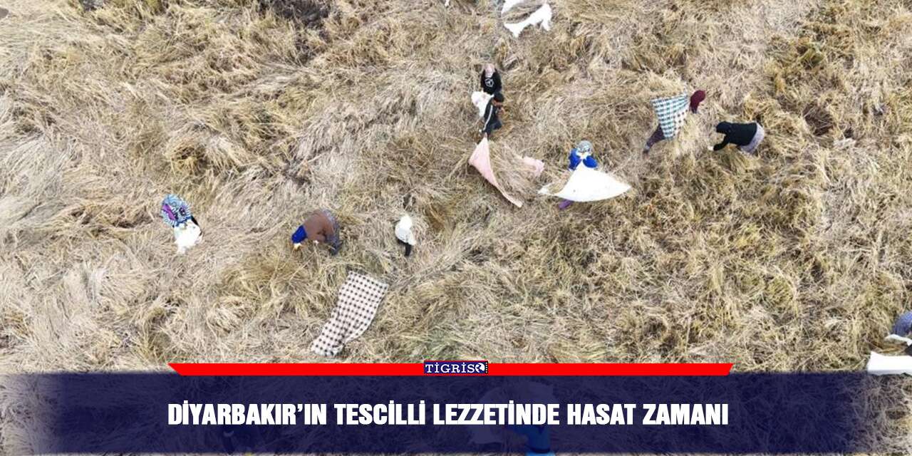 Diyarbakır’ın tescilli lezzetinde hasat zamanı