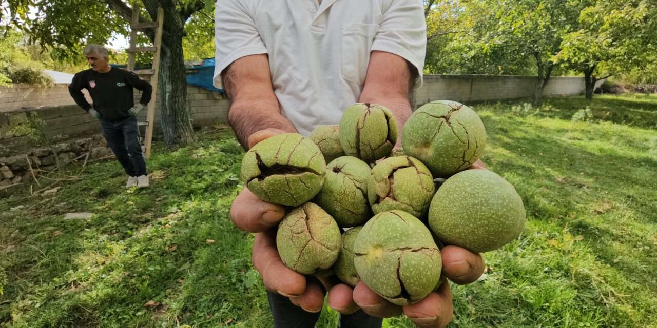Adilcevaz cevizinde hasat başladı