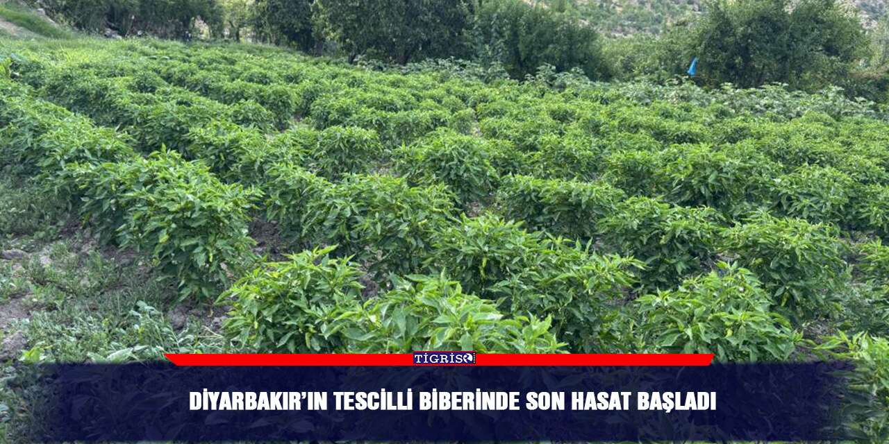 Diyarbakır’ın tescilli biberinde son hasat başladı