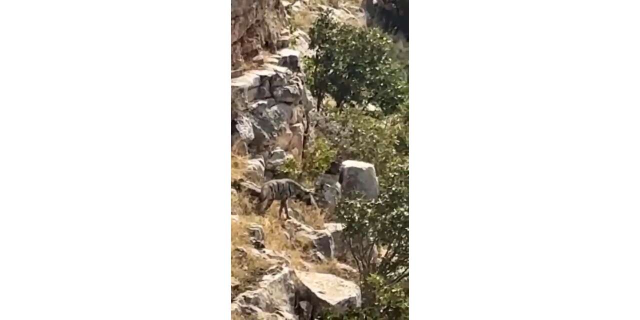 Batman’da nesli tehlike altındaki çizgili sırtlan görüntülendi