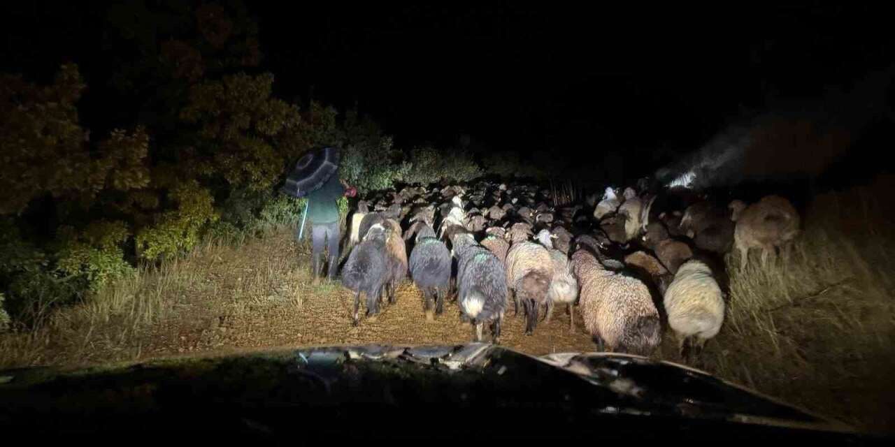 Dağlık alanda mahsur kalan çoban ve 200 küçükbaş hayvan kurtarıldı