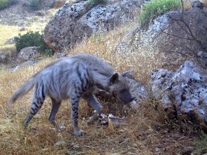 Kayıp çizgili sırtlan aranıyor