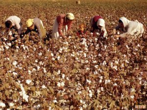 Pamuk rekoltesinde düşme tehlikesi