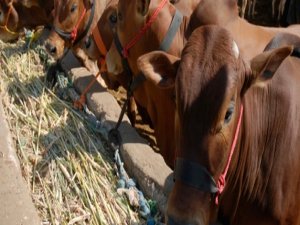 5 bin besilik sığır Türkiye'de