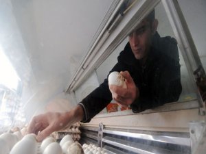 5 dil bilen öğretmen yumurta satıyor