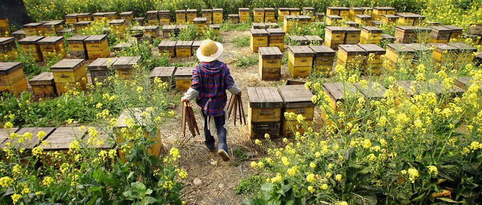 Zehirli ayakkabıdan sonra Çin balı