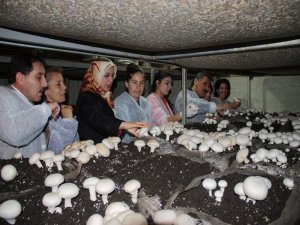 TUNCELİ'DE 'MANTARLAR KADIN ELİYLE GÜZELLEŞİYOR' PROJESİ