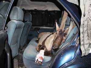 Avcılar yerine köylüler bulunca kurtuldu