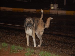 Bir hayvanseverin yardım elini bekliyor