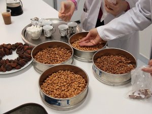 Kayısının çekirdeği kahve oldu