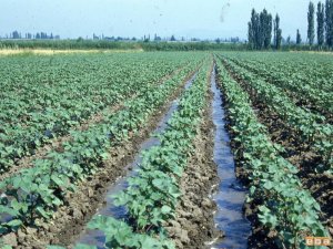 500 BİN DÖNÜM ARAZİ SULANAMAYACAK