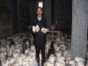 Bodrum katında kültür mantarı yetiştiriyor