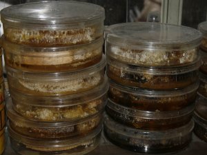 İŞTE BAL VATANI İLLER