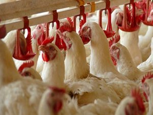 Kanatlı sektöründe ILT korkusu