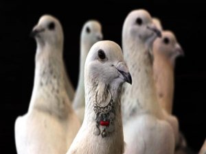 5'inci Güvercin Festivali