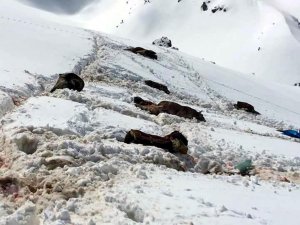 Katırlar ‘Kürt katırı’ olunca tepki azalıyor