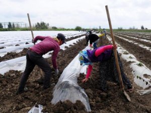 Karpuza İran darbesi