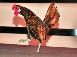 Bu yumurta 20 liradan alıcı buluyor