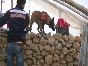 Jandarmanın esrar operasyonu sürüyor