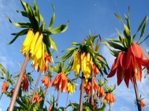 Ters lale tehlike altında