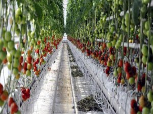 Domates serasında klasik müzik yayını