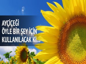 Ayçiçeği elektrik üretiminde de kullanılacak