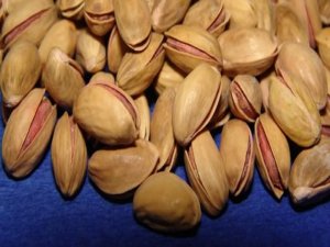 Bu yıl Antep fıstığına doyacağız!