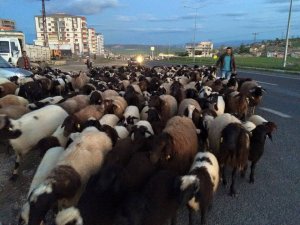 GÖÇERLERİN DAĞLARIN ZİRVESİNE OLAN GÖÇÜ BAŞLADI