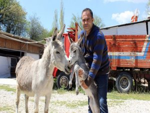 Annesinin tedavisi için kurdu, talep yağıyor