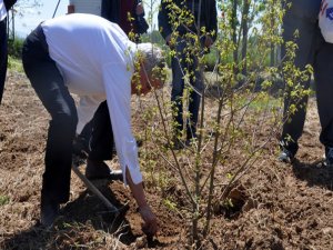 Kilosu bin euro! İlk hasadı 2018'de