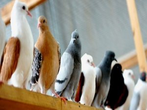 Teyzelerini güvercin için öldürdüler müebbet aldılar