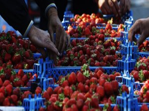 Rusya 21 ton çileği Türkiye’ye geri gönderdi...