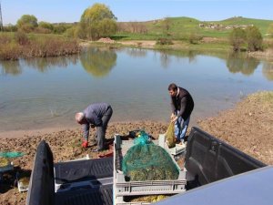 Kurbağa kaçakçılarına rekor ceza