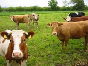 BÖLGEDE BİLİMSEL HAYVANCILIK İÇİN TOPLANIP TARTIŞTILAR