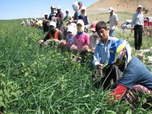 'Sebze Sepeti' projesiyle kendileri için üretiyorlar