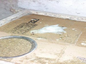 Kuş gribi Diyarbakır’da!