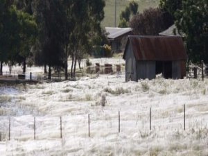 Gökten milyonlarca örümcek yağdı